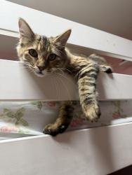 Found/Stray Female Cat last seen Hilltop and Naples, Chula Vista, CA 91911