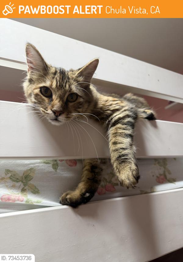 Found/Stray Female Cat last seen Hilltop and Naples, Chula Vista, CA 91911