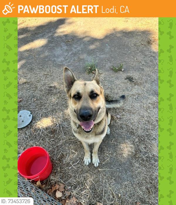 Found/Stray Male Dog last seen Turner Road and I-5, Lodi, CA 95242