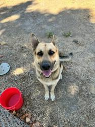 Found/Stray Male Dog last seen Turner Road and I-5, Lodi, CA 95242