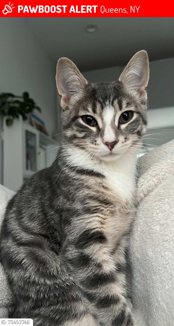 Lost Male Cat last seen tires by papi, Queens, NY 11377