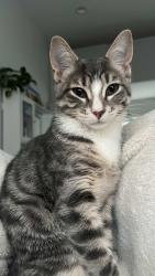 Lost Male Cat last seen tires by papi, Queens, NY 11377