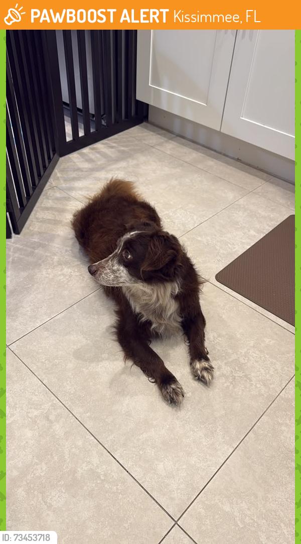 Found/Stray Male Dog last seen Siesta Lago Dr - Kissimmee - Near Sams Club 192, Kissimmee, FL 34746