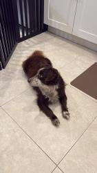 Found/Stray Male Dog last seen Siesta Lago Dr - Kissimmee - Near Sams Club 192, Kissimmee, FL 34746