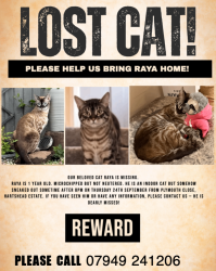 Lost Male Cat last seen Hartshead est, Greater Manchester, England OL6 8UQ