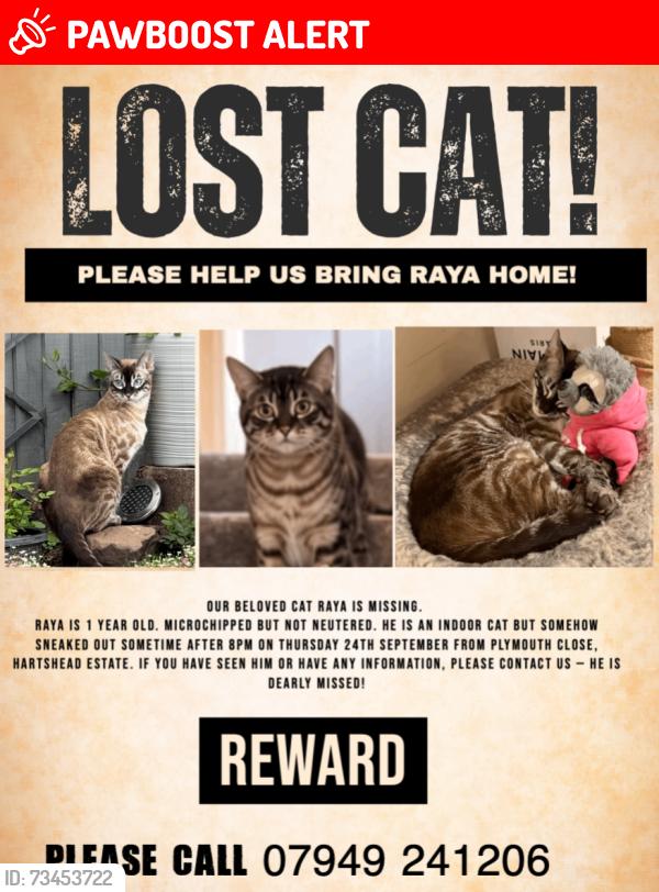 Lost Male Cat last seen Hartshead est, Greater Manchester, England OL6 8UQ
