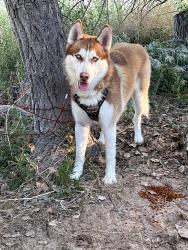 Lost Male Dog last seen Randolph pl and 56th street, Denver, CO 80239