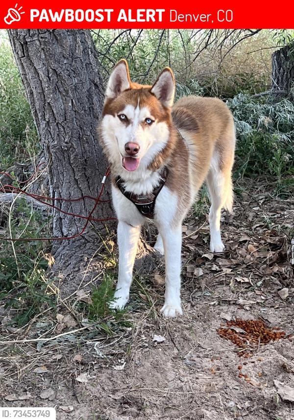 Lost Male Dog last seen Randolph pl and 56th street, Denver, CO 80239
