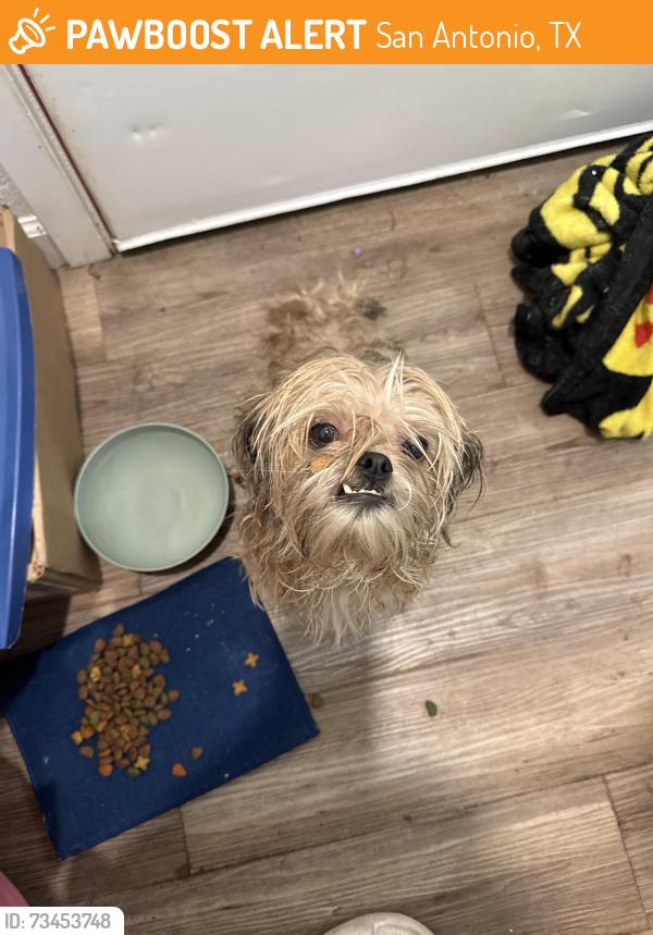 Found/Stray Female Dog last seen Stafford elementary, San Antonio, TX 78237