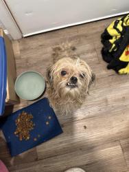 Found/Stray Female Dog last seen Stafford elementary, San Antonio, TX 78237