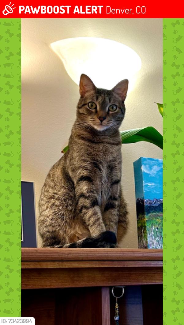 Lost Male Cat last seen Near S. Zurich Ct Denver, CO 80219, Denver, CO 80219