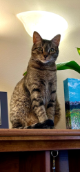 Lost Male Cat last seen Near S. Zurich Ct Denver, CO 80219, Denver, CO 80219