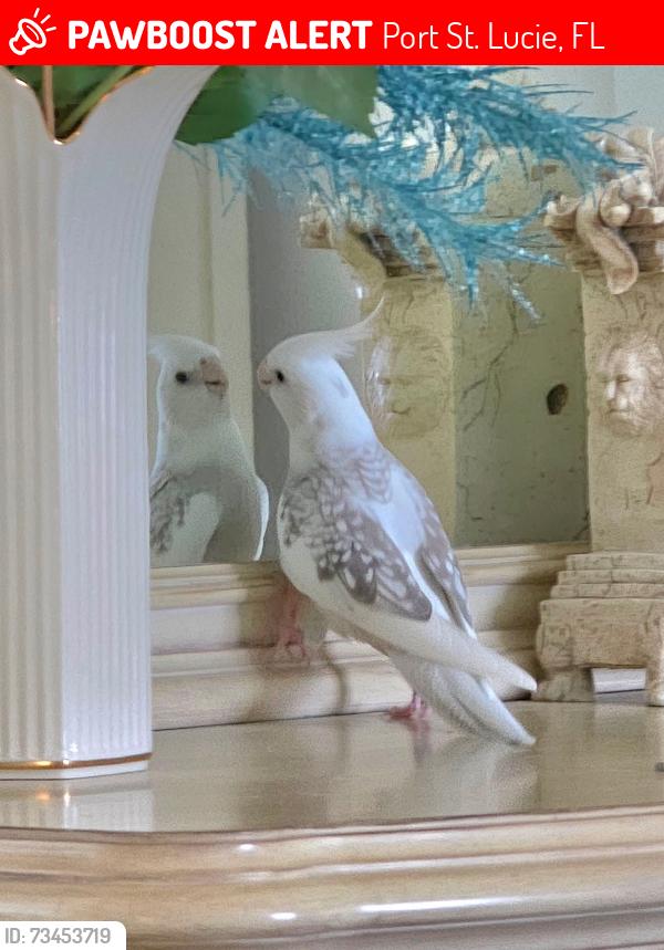 Lost Unknown Bird last seen Tradition Pkwy, Port St. Lucie, FL 34986