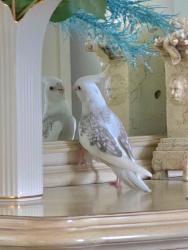 Lost Unknown Bird last seen Tradition Pkwy, Port St. Lucie, FL 34986