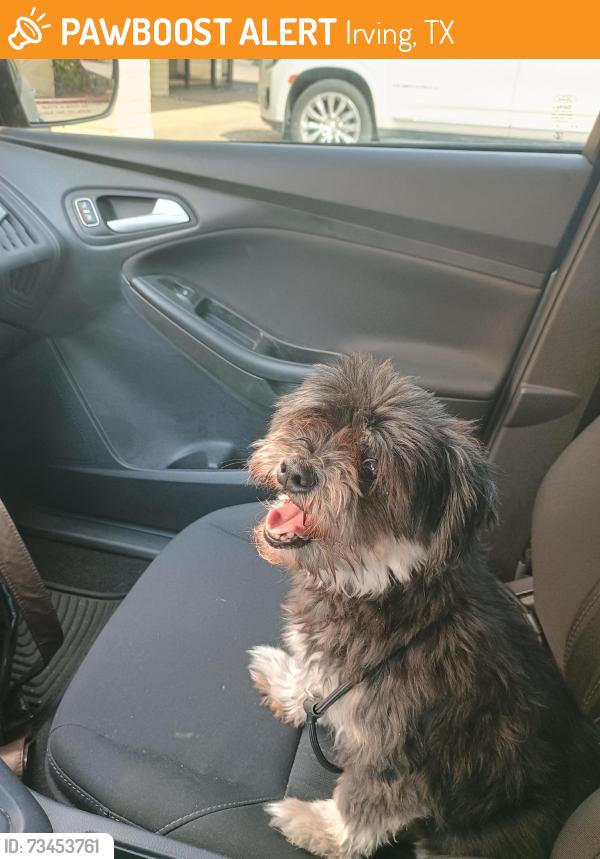 Found/Stray Male Dog last seen Northgate & Country Club Ln, Irving, TX 75038