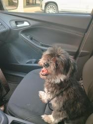 Found/Stray Male Dog last seen Northgate & Country Club Ln, Irving, TX 75038