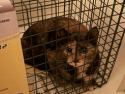 Found/Stray Unknown Cat last seen Concordia, Winnipeg, MB R3W 0A2