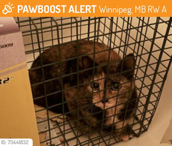 Found/Stray Unknown Cat last seen Concordia, Winnipeg, MB R3W 0A2