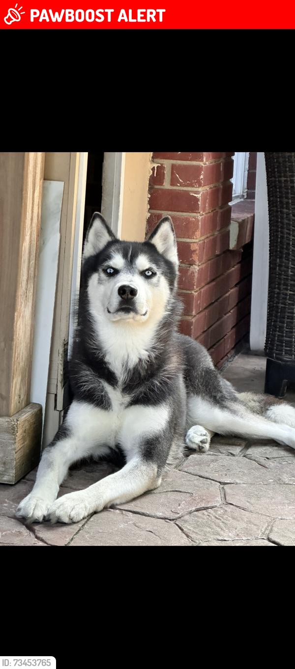 Lost Male Dog last seen S gulley rd, Dearborn Heights, MI 48127