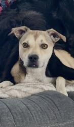 Reunited Male Dog last seen VICKSBURG DR, Van Alstyne, TX 75495