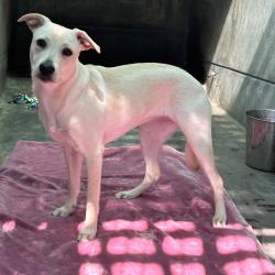 Shelter Stray Female Dog last seen , 361 S Raymond Ave, Pasadena, CA 91105, USA