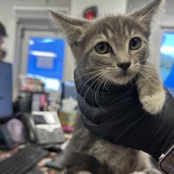 Shelter Stray Male Cat last seen , 244 Georgetown Rd, Jacksonville, NC 28540, USA