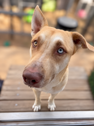 Lost Male Dog last seen By Tractor Supply on Miller, Buckeye, AZ 85326