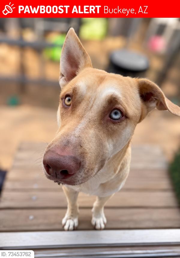 Lost Male Dog last seen By Tractor Supply on Miller, Buckeye, AZ 85326