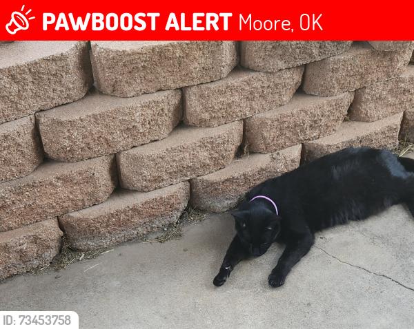 Lost Female Cat last seen Crosstimber dr and Eastern, Moore, OK 73160