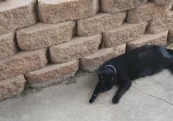 Lost Female Cat last seen Crosstimber dr and Eastern, Moore, OK 73160