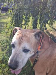 Found/Stray Male Dog last seen Near and west Arlington, Seattle, WA 98144