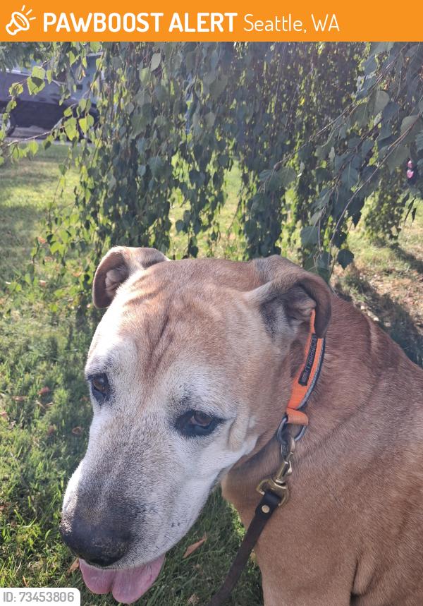 Found/Stray Male Dog last seen Near and west Arlington, Seattle, WA 98144