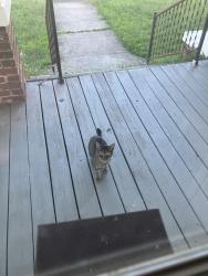 Found/Stray Unknown Cat last seen Martin Street and Douglas Street, Greensboro, NC 27406