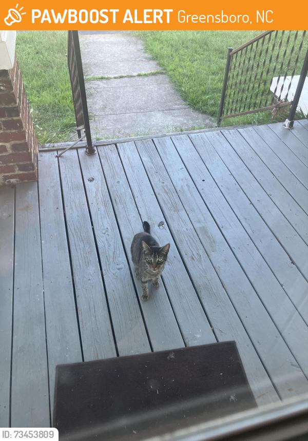 Found/Stray Unknown Cat last seen Martin Street and Douglas Street, Greensboro, NC 27406