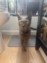 Found/Stray Unknown Cat last seen Warren and bolsa chica, Huntington Beach, CA 92649