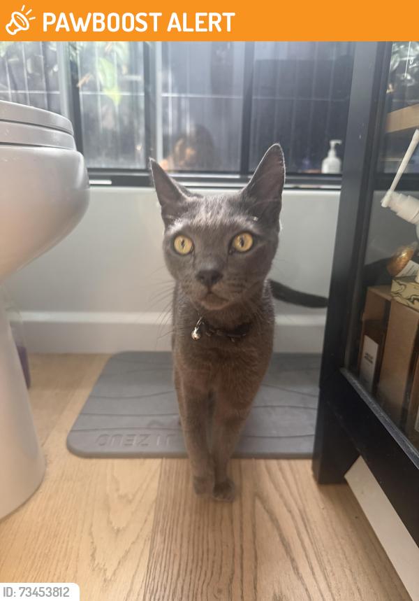 Found/Stray Unknown Cat last seen Warren and bolsa chica, Huntington Beach, CA 92649