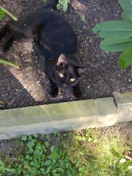 Found/Stray Male Cat last seen 30th and German Church, Indianapolis, IN 46229