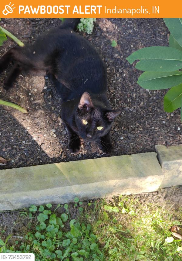 Found/Stray Male Cat last seen 30th and German Church, Indianapolis, IN 46229