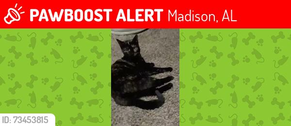 Lost Female Cat last seen Near Avalon lake drive, Madison, AL 35756