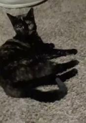Lost Female Cat last seen Near Avalon lake drive, Madison, AL 35756