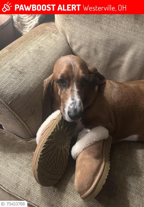 Lost Male Dog last seen Worthington Galena Rd. & Park Pl Dr., Westerville, OH 43081