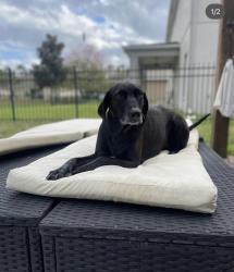 Reunited Female Dog last seen Us1792 and orange, Longwood, FL 32750