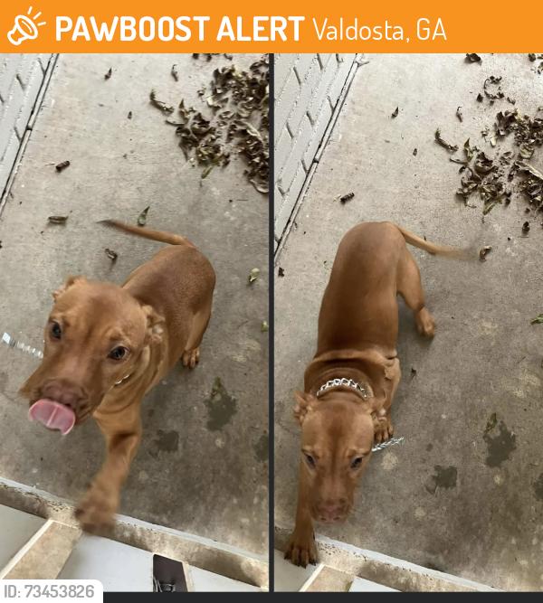 Found/Stray Female Dog last seen Park and W Cranford, Valdosta, GA 31602