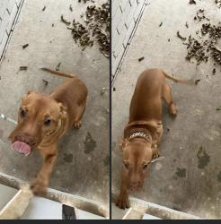 Found/Stray Female Dog last seen Park and W Cranford, Valdosta, GA 31602