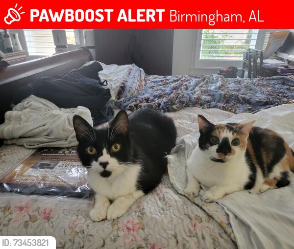 Lost Male Cat last seen Village Green Way, Birmingham, AL 35226