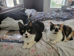 Lost Male Cat last seen Village Green Way, Birmingham, AL 35226