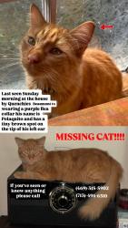 Lost Male Cat last seen Quenchies And daddyo’s, Beaumont, TX 77706