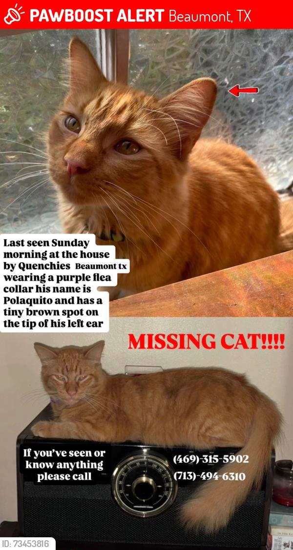 Lost Male Cat last seen Quenchies And daddyo’s, Beaumont, TX 77706