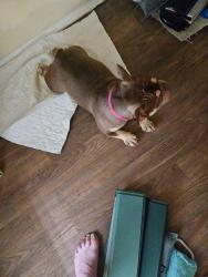 Found/Stray Female Dog last seen Oates, Garland, TX 75043