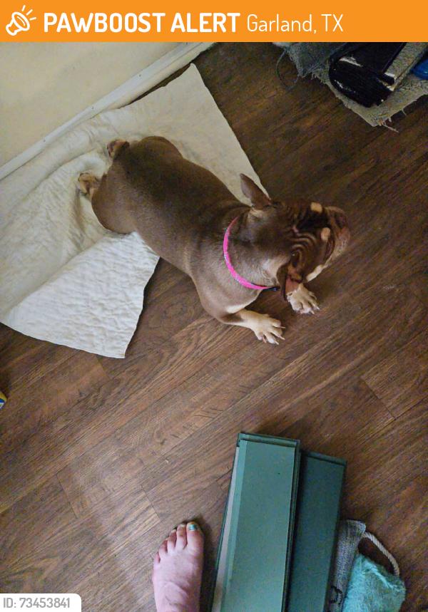Found/Stray Female Dog last seen Oates, Garland, TX 75043